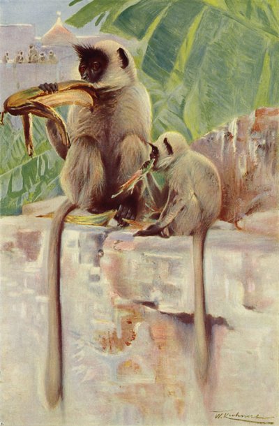 Hanuman Monkey by after Wilhelm Kuhnert