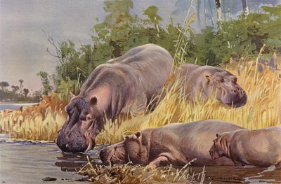 Hippopotamus by after Wilhelm Kuhnert