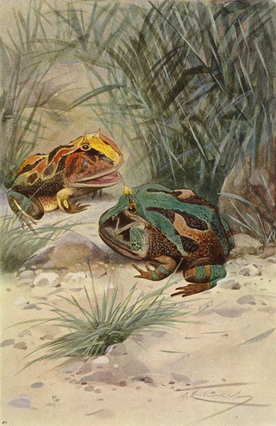 Horned Frog by after Wilhelm Kuhnert