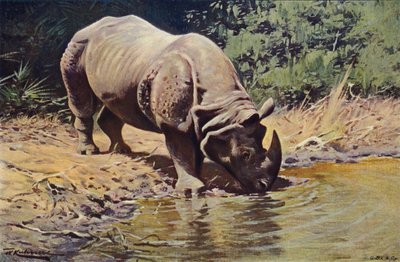 Indian Rhinoceros by after Wilhelm Kuhnert
