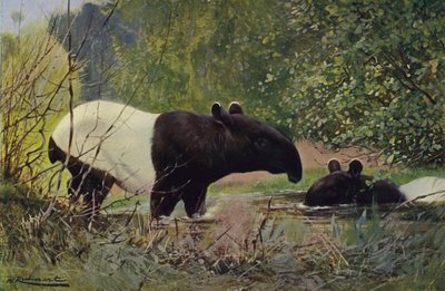 Indian Tapir by after Wilhelm Kuhnert