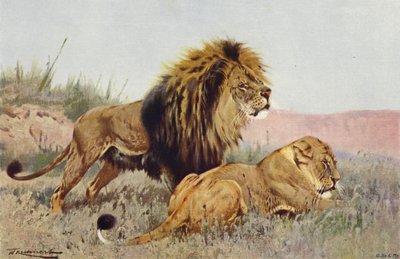 Lion and Lioness by after Wilhelm Kuhnert