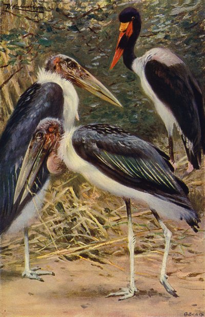 Marabou and Jabiru by after Wilhelm Kuhnert