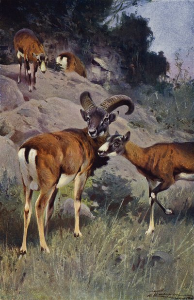 Mouflon by after Wilhelm Kuhnert