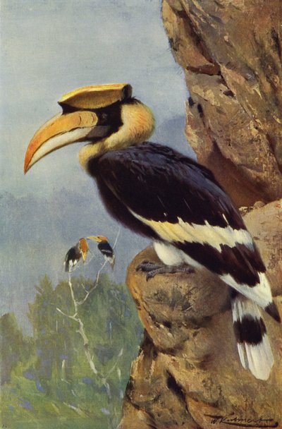 Pied Hornbill by after Wilhelm Kuhnert