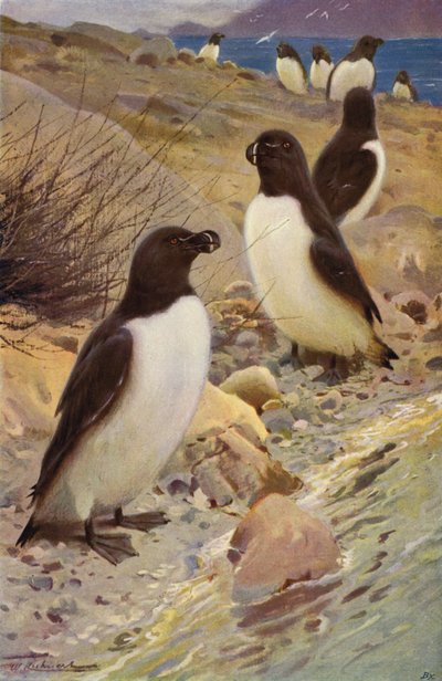 Razorbill by after Wilhelm Kuhnert