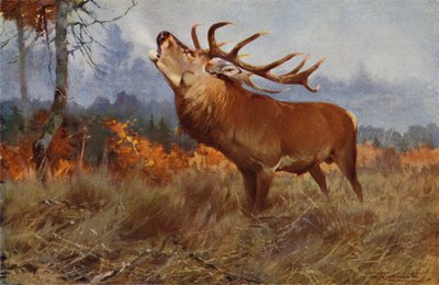 Red Deer by after Wilhelm Kuhnert
