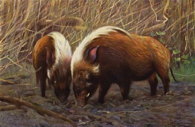 River-Hog by after Wilhelm Kuhnert