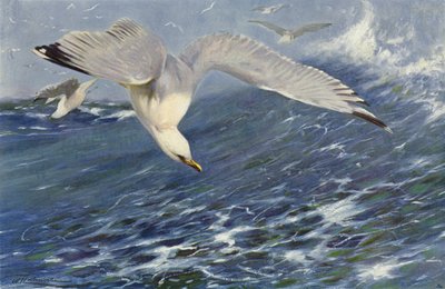 Silver Gull by after Wilhelm Kuhnert