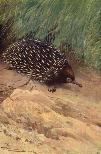 Spiny Ant-Eater by after Wilhelm Kuhnert