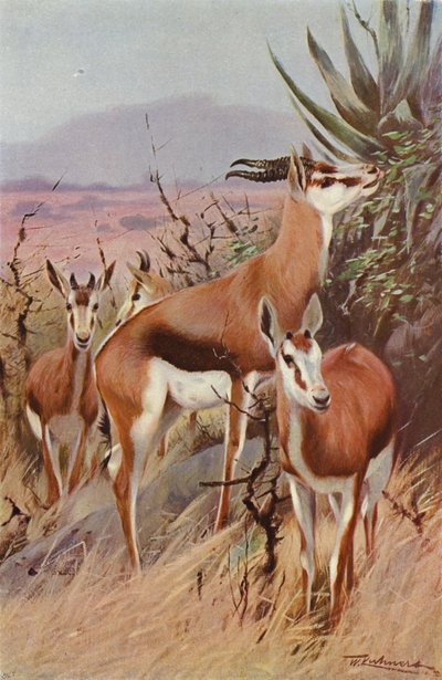 Springbok by after Wilhelm Kuhnert
