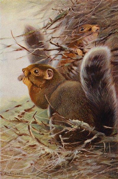 St Paul Squirrel by after Wilhelm Kuhnert