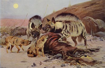 Striped Hyaena and Jackal by after Wilhelm Kuhnert