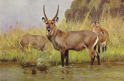 Waterbuck by after Wilhelm Kuhnert
