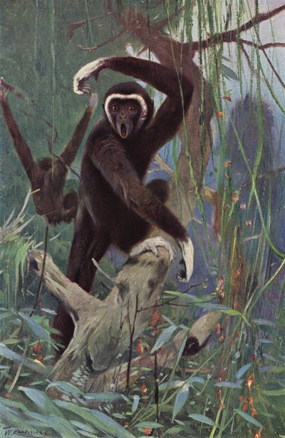 White-Handed Gibbon by after Wilhelm Kuhnert