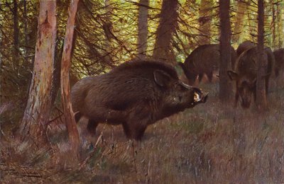 Wild Swine by after Wilhelm Kuhnert
