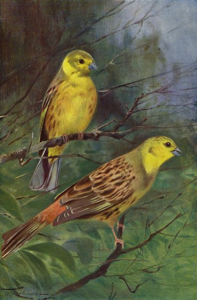 Yellow Bunting by after Wilhelm Kuhnert