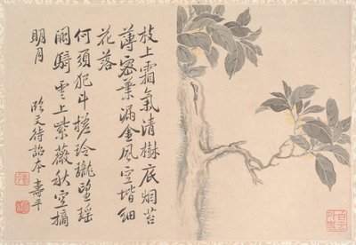Cassia Tree by anonymous 
