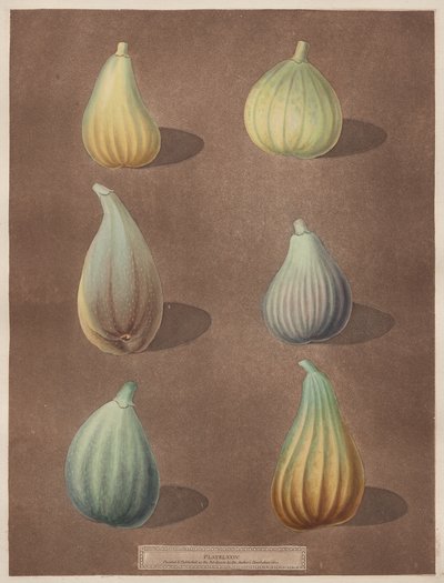 Pomona Britannica: No. 74 - Figs by attributed to Richard Brookshaw