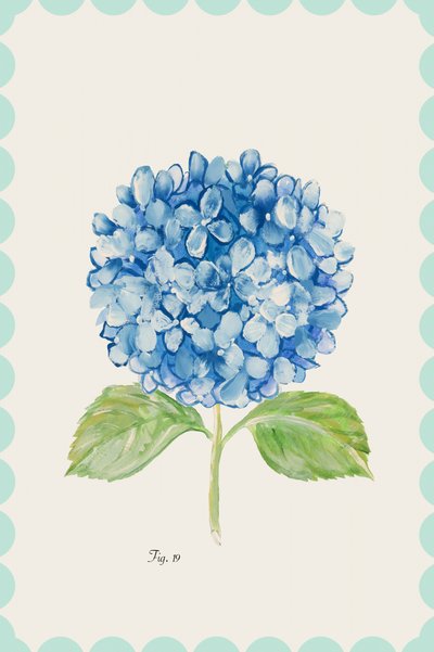 Blue Hydrangea Illustration by cartissi