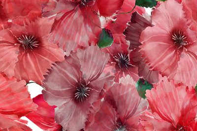 Vibrant Red Poppies by cartissi