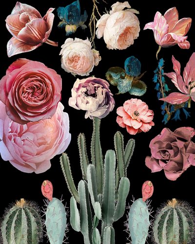 Cacti Floral Blooms Botanical by giovanna nicolo