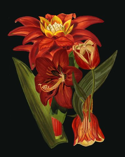 Elegant Botanical Blooms by giovanna nicolo