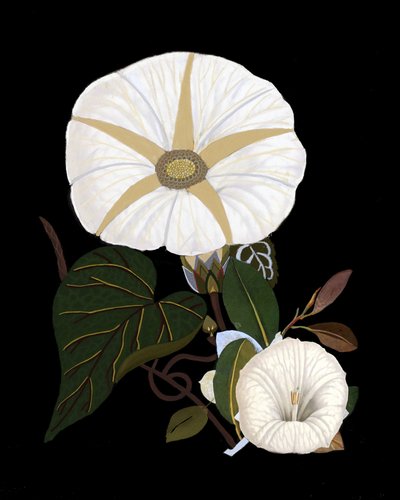 Elegant White Morning Glories by giovanna nicolo