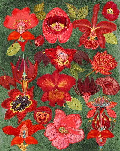 Exotic Red Floral Collection by giovanna nicolo