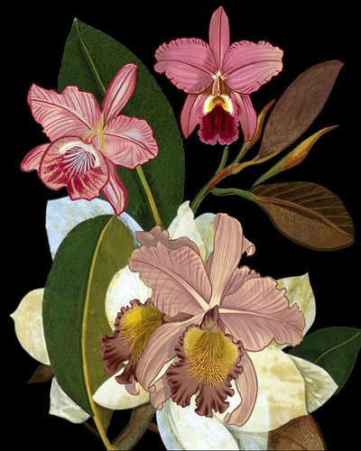 Orchids and Magnolias by giovanna nicolo
