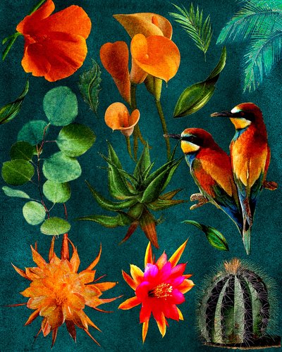 Tropical Birds and Blooms by giovanna nicolo
