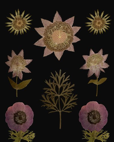 Vintage Dried Flowers by giovanna nicolo