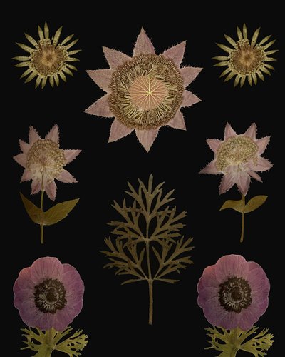 Vintage Pressed Botanicals by giovanna nicolo