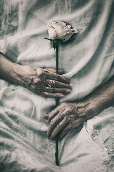 Tender Hands Hold Rose by nima.zadshir