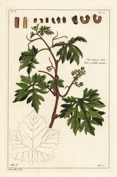 Leaves and budding grapes on a grape vine by the Younger Dupin