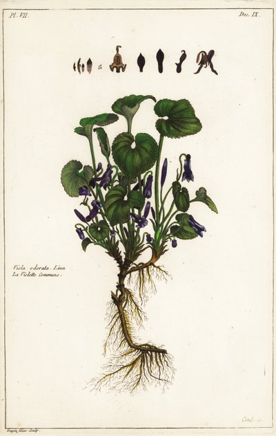 Sweet violet by the Younger Dupin