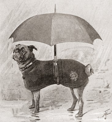 Pug umbrella online
