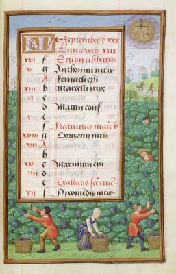 Ms 1058-1975 f9r Gathering Grapes, illuminated calendar page for September,  from a Book of Hours, c.1500