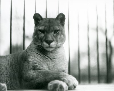 Black hot sale puma london