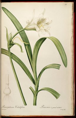 Ismene Flower
