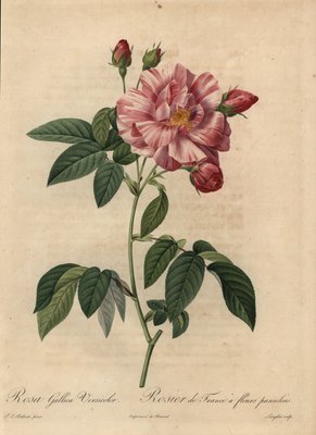 Rosa Gallica