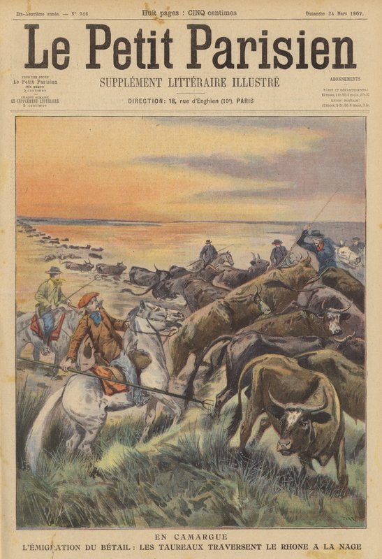 Migration of Livestock in the Camargue: A Herd of Bulls Swimming Across the River Rhone by (after) Carrey