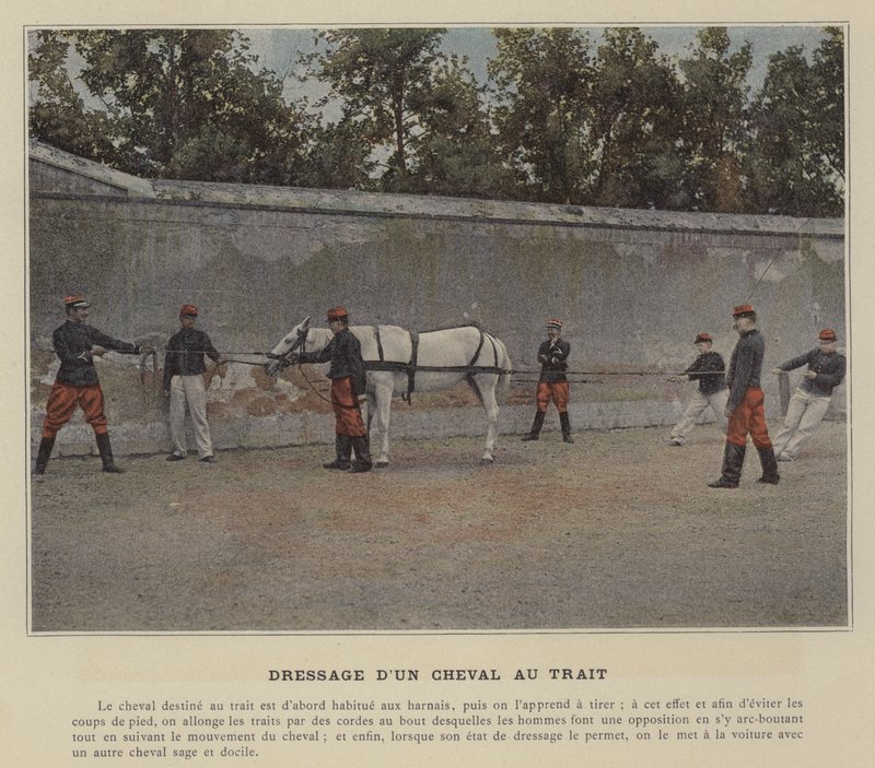 Training a Draft Horse by (after) French Photographer