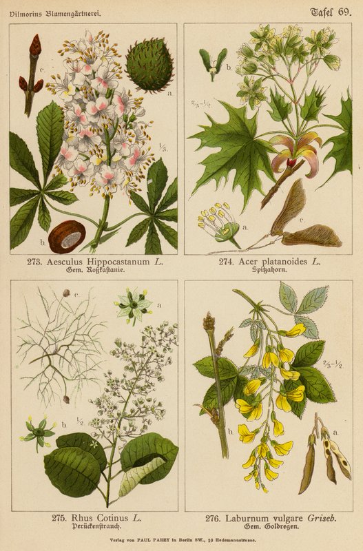 Aesculus Hippocastanum, Acer Platanoides, Rhus Cotinus, Laburnum Vulgare by (after) German School