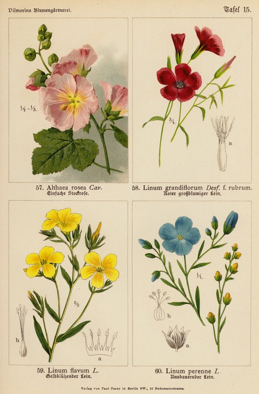 Althaea Rosea, Linum Grandiflorum, Linum Flavum, Linum Perenne by (after) German School