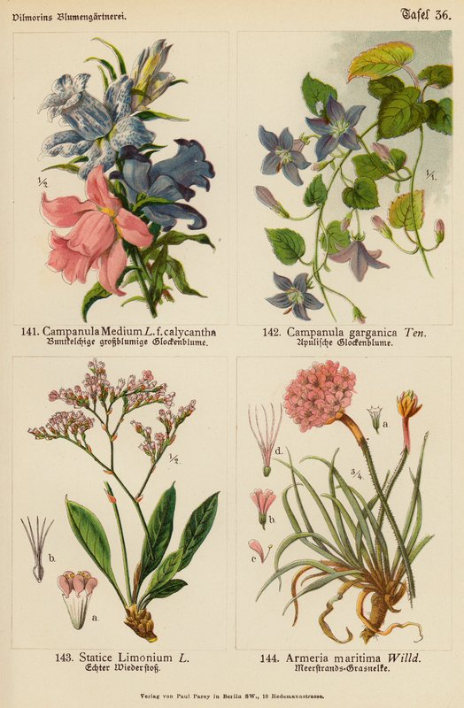 Campanula Medium, Campanula Garganica, Statice Limonium, Armeria Maritima by (after) German School