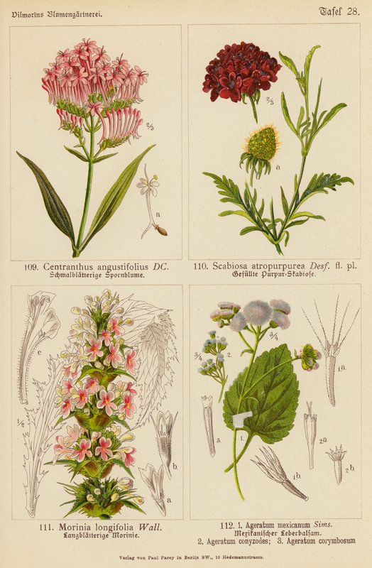Centranthus Angustifolius, Scabiosa Atropurpurea, Morinia Longifolia, Ageratum Mexicanum, Ageratum Conyzodes, Ageratum Corymbosum by (after) German School