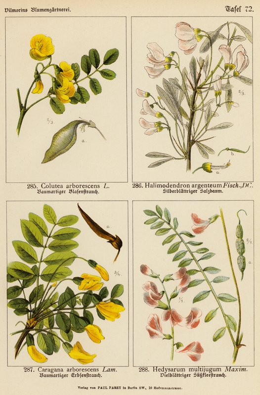 Colutea Arborescens, Halimodendron Argenteum, Caragana Arborescens, Hedysarum Multijugum by (after) German School