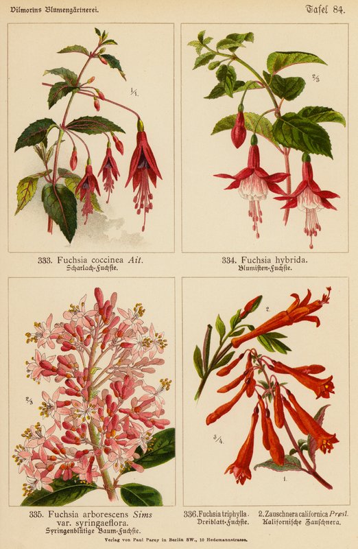 Fuchsia Coccinea, Fuchsia Hybrida, Fuchsia Arborescens, Fuchsia Triphylla, Zauschnera Californica by (after) German School