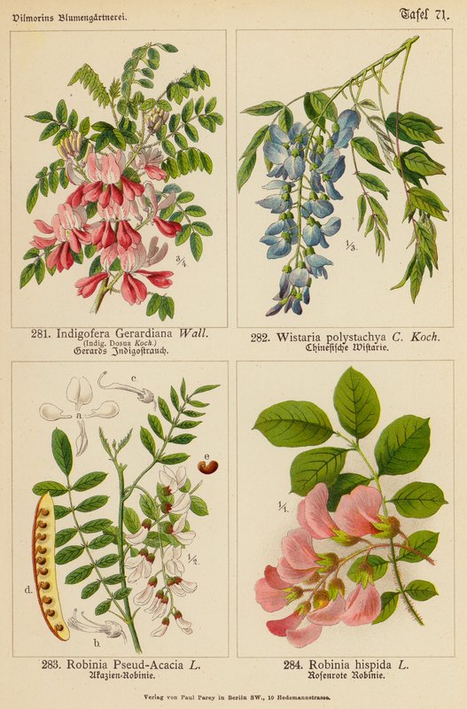 Indigofera Gerardiana, Wistaria Polystachya, Robinia Pseud-Acacia, Robinia Hispida by (after) German School